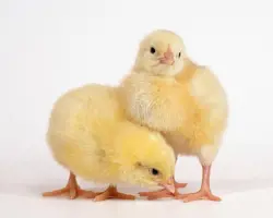 جوجه وارداتی درجه یک