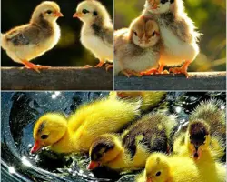 جوجه یکروزه گلپایگان (نژاد جهادی)