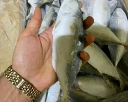 ماهی  طلال
