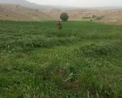 یونجه پرس 