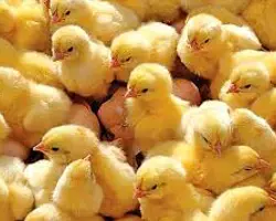 جوجه یکروزه گوشتی نژاد راس 