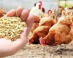 دان مرغ بومی تک دان