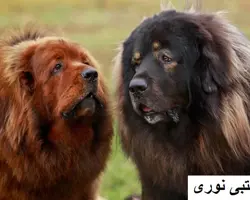 بزرگ ترین مرکز فروش سگ خالص در نژاد ماستیف تبت اصیل