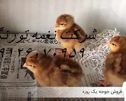 فروش جوجه یک روزه بومی - طیور
