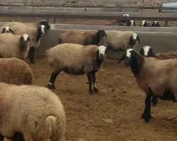 گوسفند نژاد خالص و اصلاح شده شال با بهترین قیمت