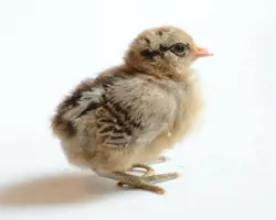جوجه یکروزه گوشتی کاب