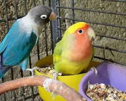 پرنده طوطی کوتوله پاربلو