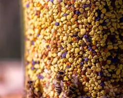 گرده گل کوهستان 100 گرمی (کوه های جنگلی کردستان)
