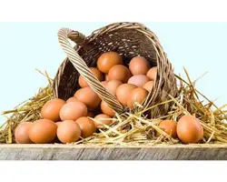 تخم انواع پرندگان بومی و زینتی