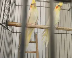 جوجه عروس هلندی 