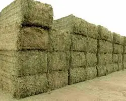 کاه و یونجه افضلی 