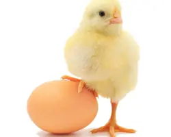 جوجه یکروزه گوشتی امیران 