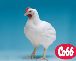 جوجه یکروزه کاب درجه یک