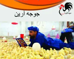 پرورش و فروش جوجه مرغ گوشتی انواع نژادها
