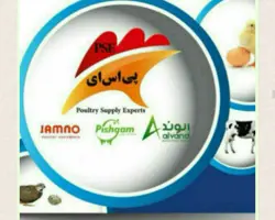 جوجه یکروزه گوشتی نژاد کاب ۴۷ هفته