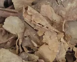 برگ کاتاپا(سایزM ) پک 100 عددی