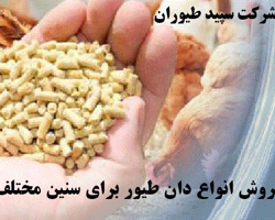 فروش دان بوقلمون