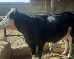 گاو شیری سیمینتال با گوساله شهریار