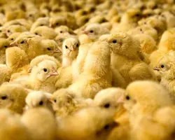فروش جوجه مرغ گوشتی و پرواری 