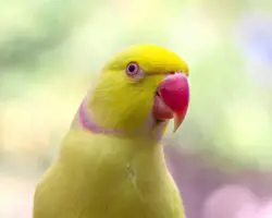 پرنده طوطی آوازه خوان