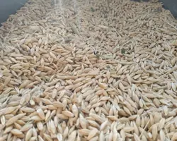 جو انزلی بازارگاهی 85 روزه 