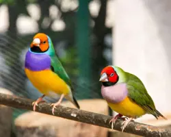 پرنده فنچ گلدین