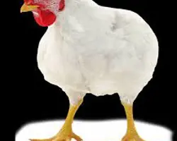 مرغ زنده وزن ۲۵۰۰