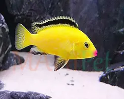 ماهی ماکرو لب ماتیکی 6 سانتیمتر