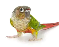 پرنده گیرین جید