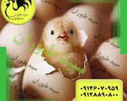فروش جوجه مرغ گوشتی 1 روزه 