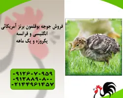 فروش بوقلمون برنز امریکایی - طیور