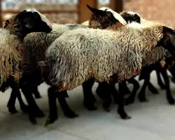 میش بدون بره جفتی