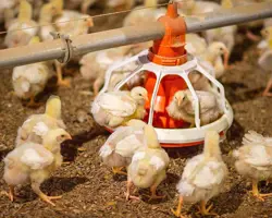  فروش مستقیم وبدون واسطه ی پوشال برای مرغداری 