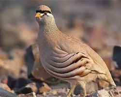 کبک کوهستانی(کرمانشاهی)بالغ