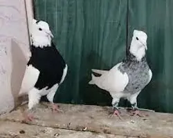 کبوتر طوقی