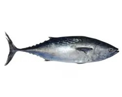 ماهی هوور (تن ماهی)