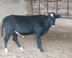 گاو  نر  دورگ