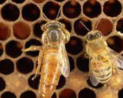 ملکه زنبور عسل جفت خورده کارنیکا