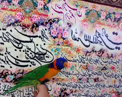 لری سینه نارنجی