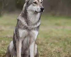 چکسلواکیان ولف داگ