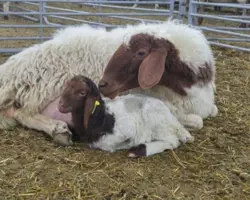 فروش گوسفند نژاد آواسی با بهترین قیمت