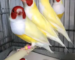 فنچ گلدین