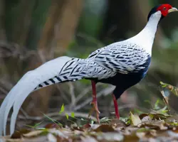 قرقاول سیلور