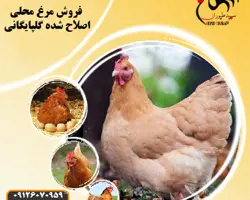 فروش و قیمت جوجه یک ماهه گلپایگانی اصلاح شده | جوجه مرغ یک ماه محلی گلپایگان محلی بومی فروش و قیمت جوجه یک ماهه گلپایگانی اصلاح شده | جوجه مرغ یک ماه محلی گلپایگان محلی بومی