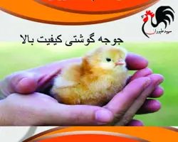 فروش جوجه مرغ گوشتی 1 روزه، آرین 