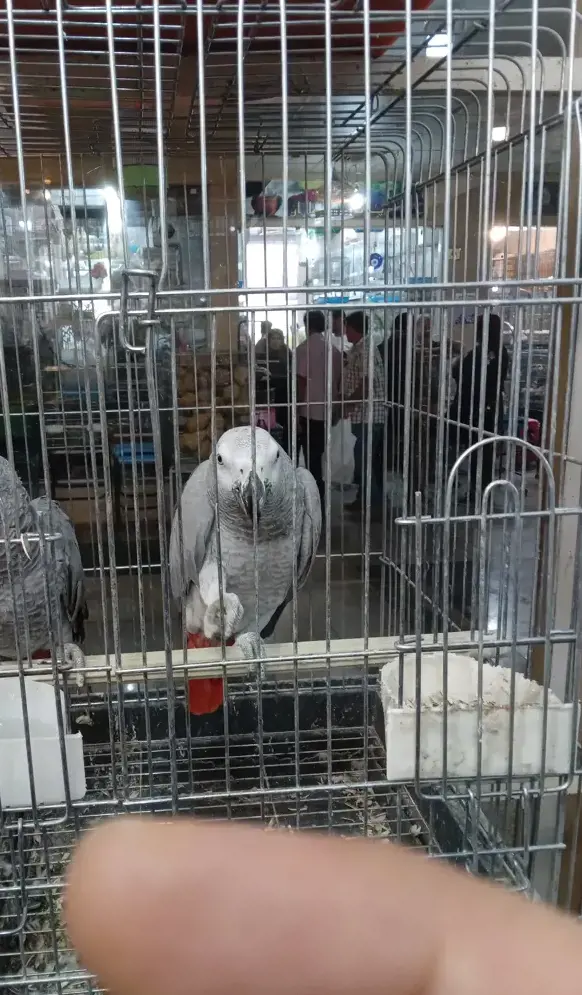 تصویر شماره 2 محصول 