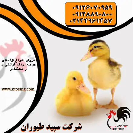 تصویر شماره 1 محصول 