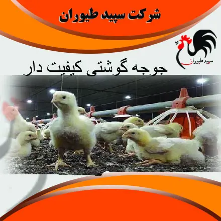 تصویر شماره 1 محصول 