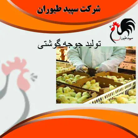 تصویر شماره 2 محصول 