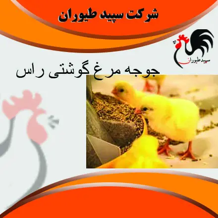 تصویر شماره 2 محصول 